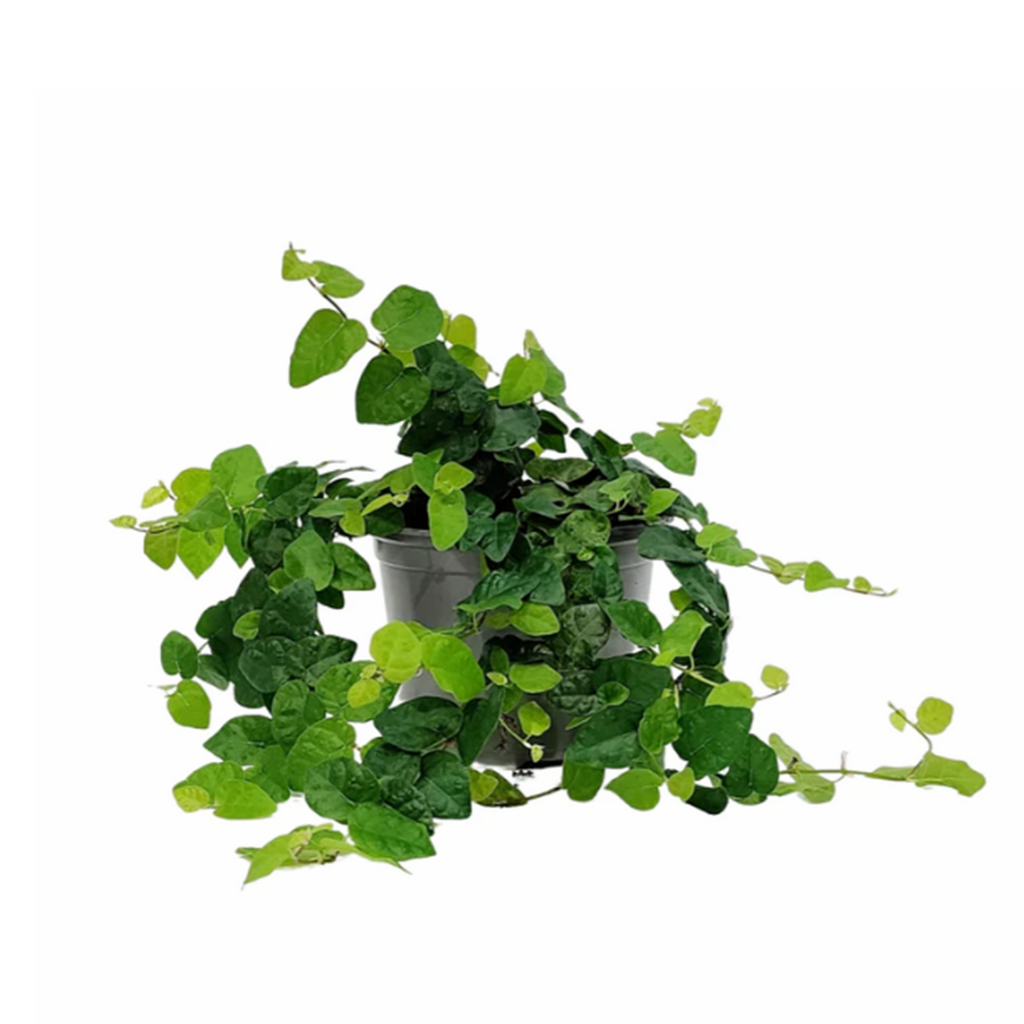 Creeping Fig Ficus Pumila Harley and Rose Florist
