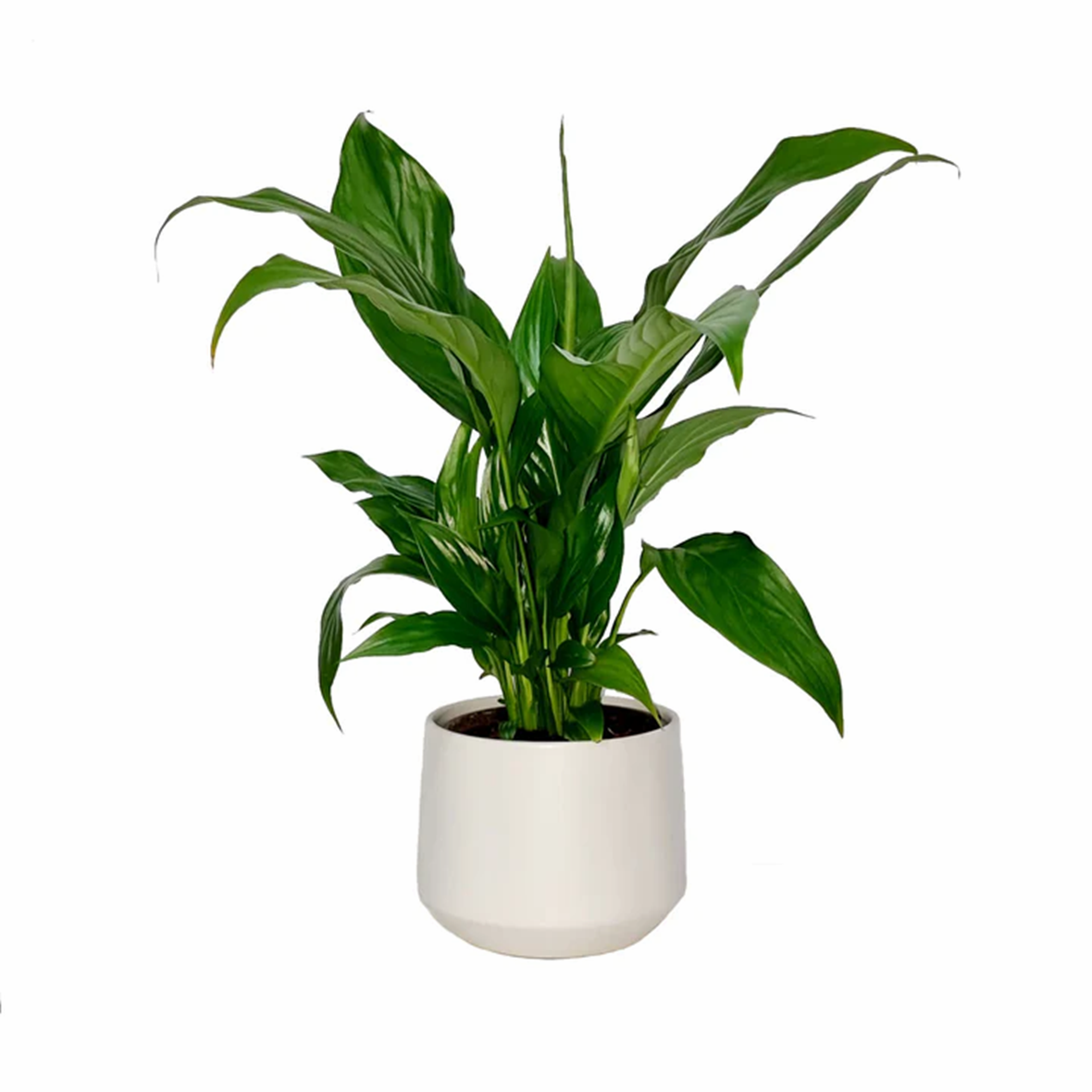 Spathiphyllum (Peace Lily) in Ceramic Pot – Harley and Rose Florist